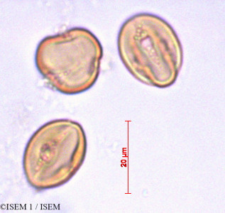 ISEM 1/Aesculus_hippocastanum_29166/Aesculus_hippocastanum_29166_0001(copy)_thumb.jpg